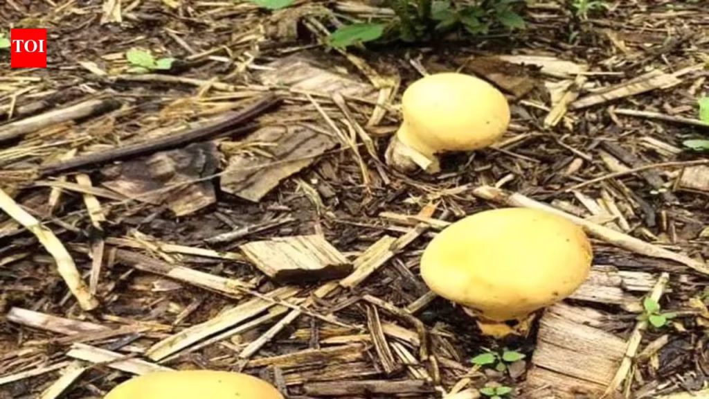 Rare yellow puffball mushroom spotted in Arunachal’s Longding | Guwahati News