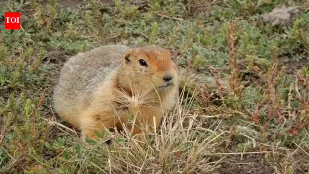 700,000-year-old squirrel poop reveals a lost Arctic world of mammoths, horses, and giant predators |