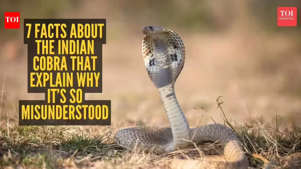 Indian Cobra Facts: 7 facts about the Indian cobra that explain why it’s so misunderstood
