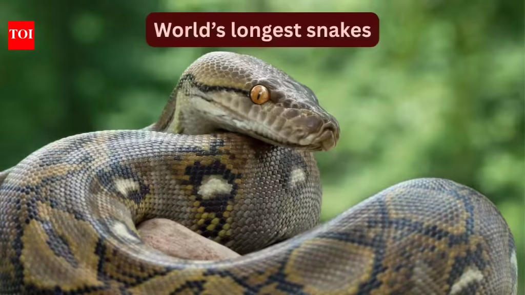 World’s longest snakes and where travellers can spot them