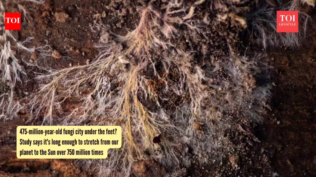 75-million-year-old fungi city under the feet? Study says it’s long enough to stretch from our planet to the Sun over 750 million times |