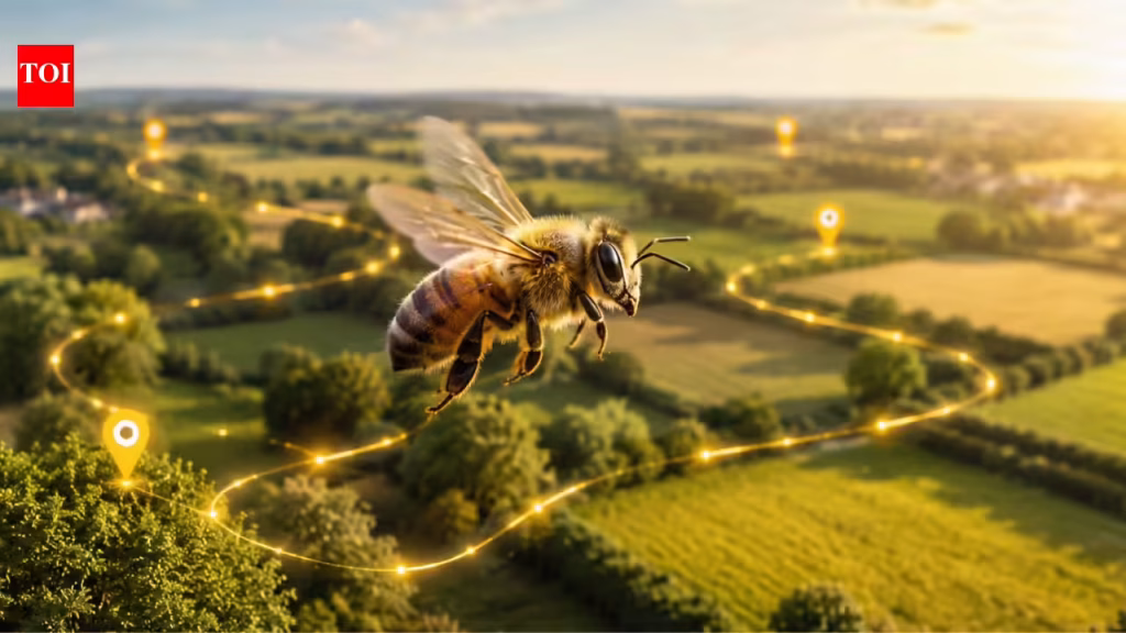 Invisible Highways: Every honey bee has its own GPS-like route and follows it with unbelievable precision |