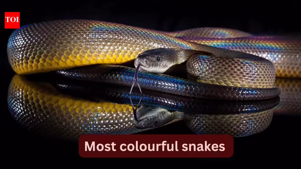 10 most colourful snakes in the world and where to spot them in the wild