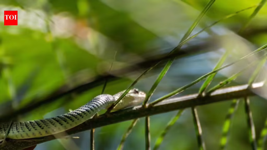 Can snakes really fly? 5 surprising facts about flying snakes |