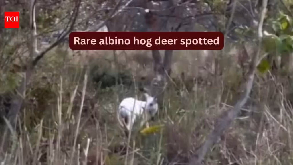 Kaziranga National Park: Rare albino hog deer spotted in Kaziranga, Assam: Why this extraordinary sighting is exciting wildlife travellers |