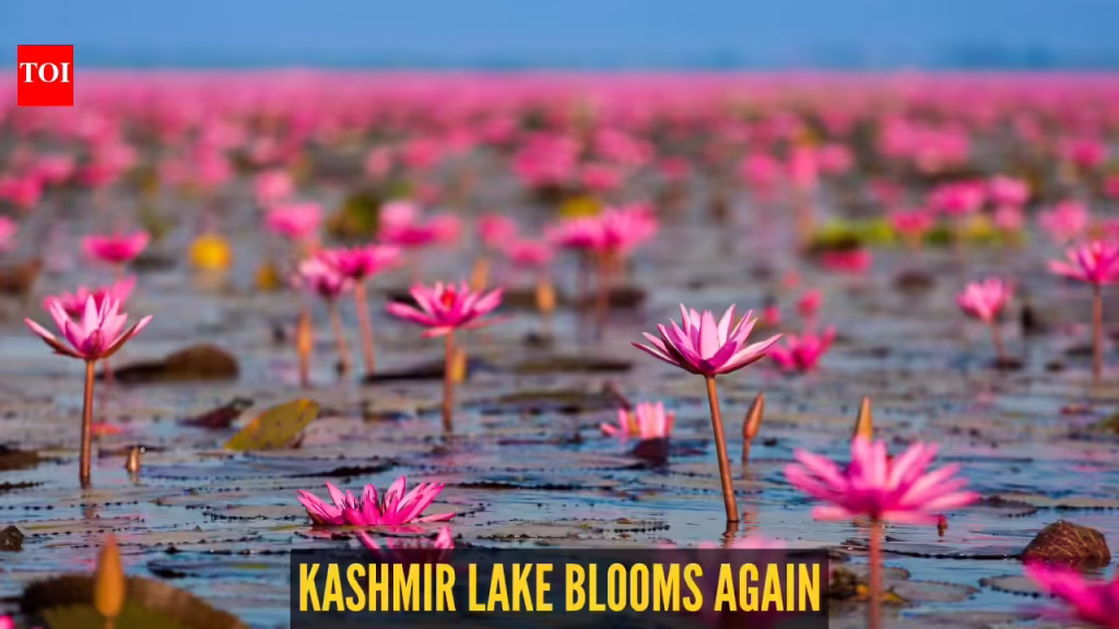 After 30 years, pink lotuses bloom again at this iconic lake in Kashmir