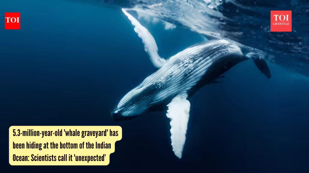 5.3-million-year-old ‘whale graveyard’ has been hiding at the bottom of the Indian Ocean: Scientists call it ‘unexpected’ |