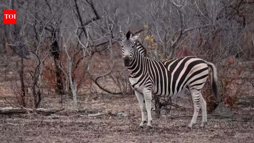 Are zebras black with white stripes or white with black? Here are 6 fascinating facts