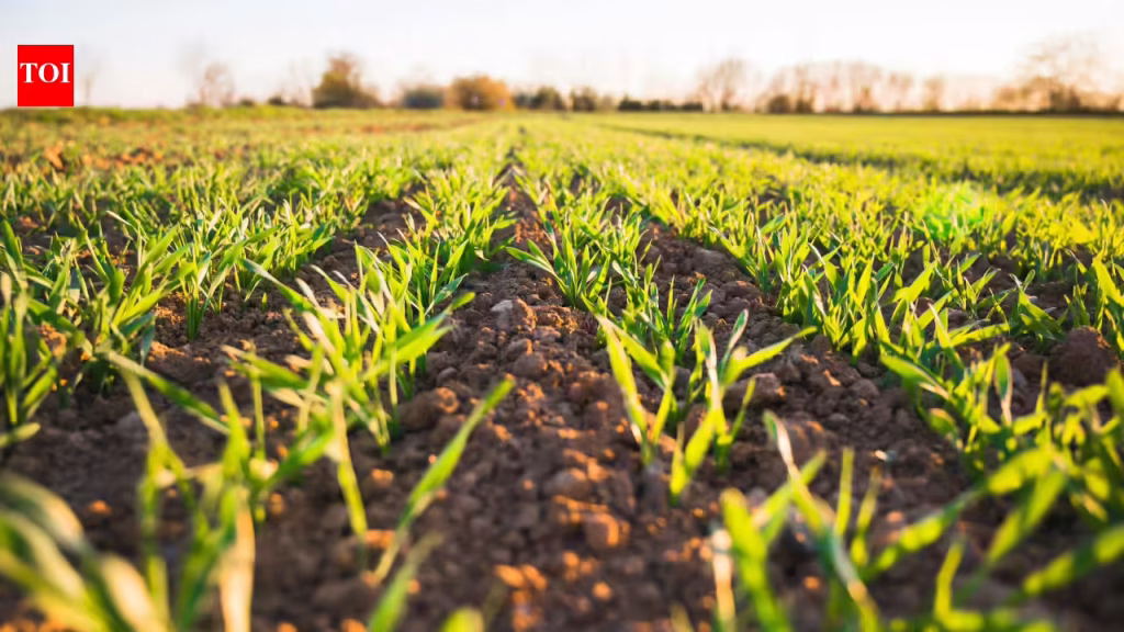 Soil’s treasure: Scientists discovered a hidden phosphorus reservoir that could transform the future of food |