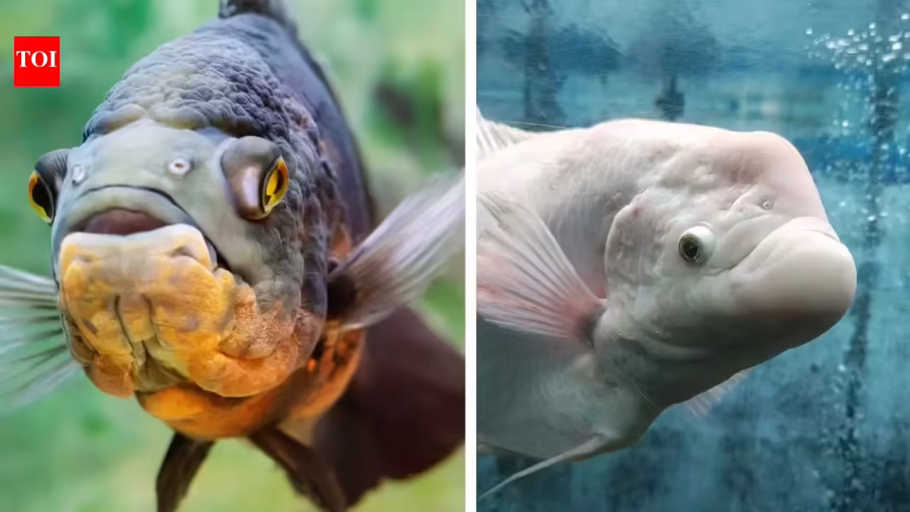 5 giant aquarium fish that bring life and personality to your tank