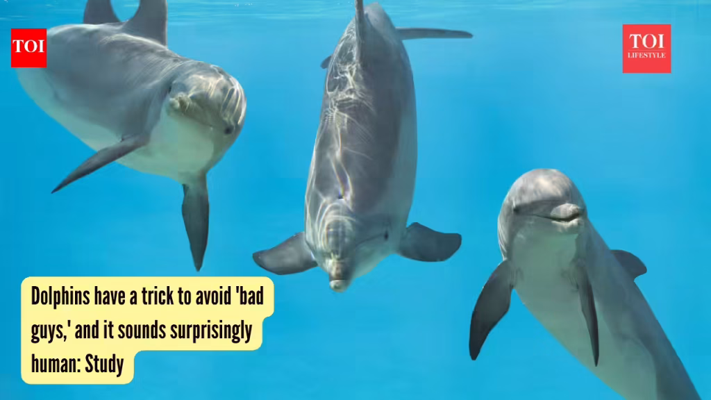 Dolphins have a trick to avoid ‘bad guys,’ and it sounds surprisingly human: Study