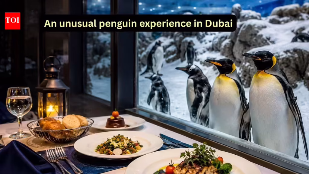 Dining With Penguins In Dubai: A meal with penguins amid snow: The unusual travel experience you didn’t know existed in Dubai