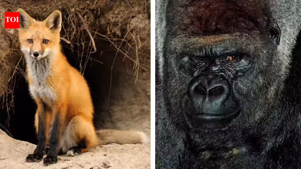Father’s Day 2026: 10 animal dads who prove great parenting isn’t just a human trait