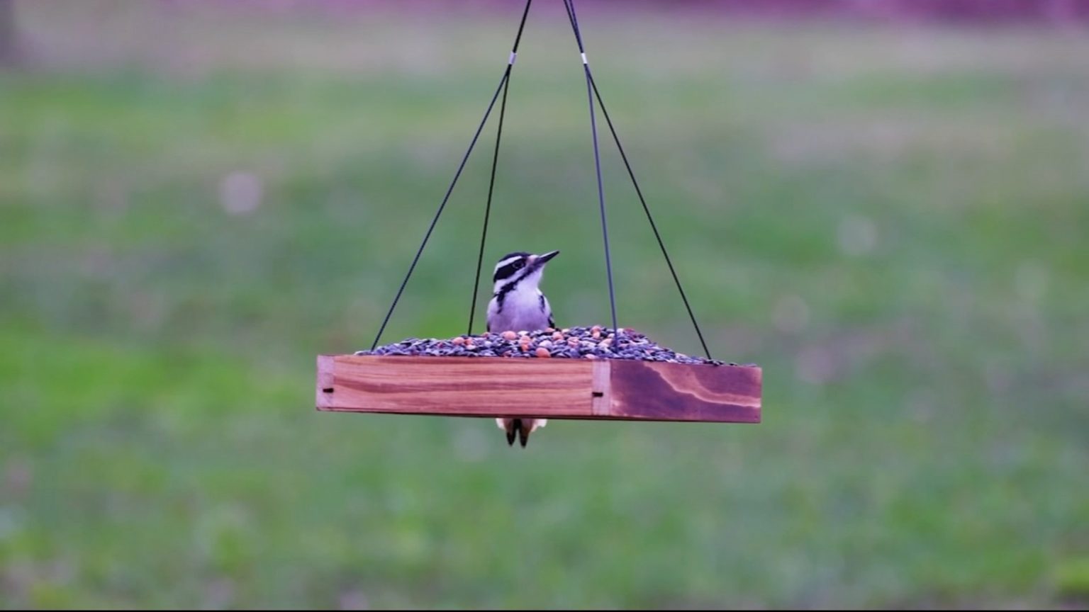 Bird watching grows as experts highlight mental health benefits