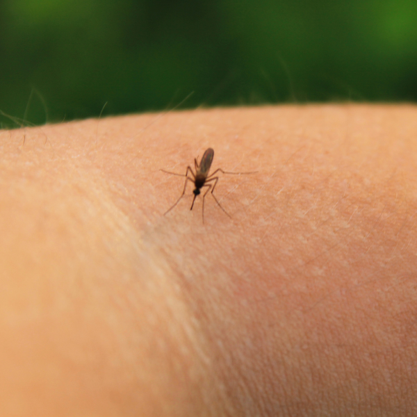 Maricopa County Reports its First West Nile Death of the Season • Maricopa County, AZ