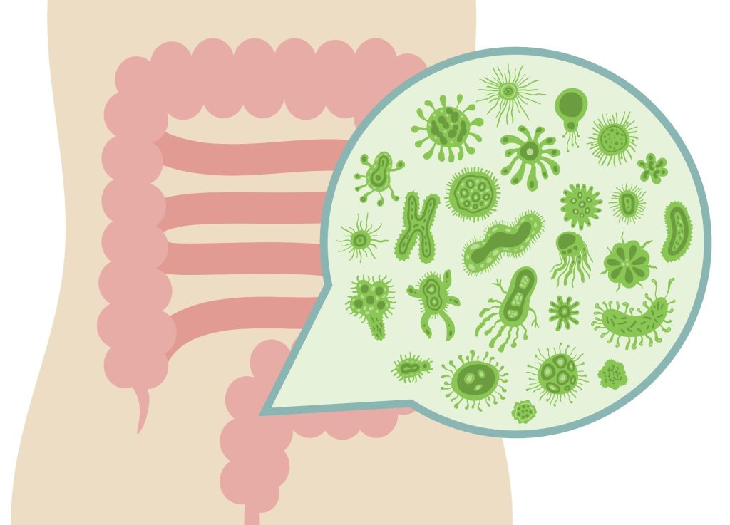 How Gut Fungi and Archaea Influence Human Health