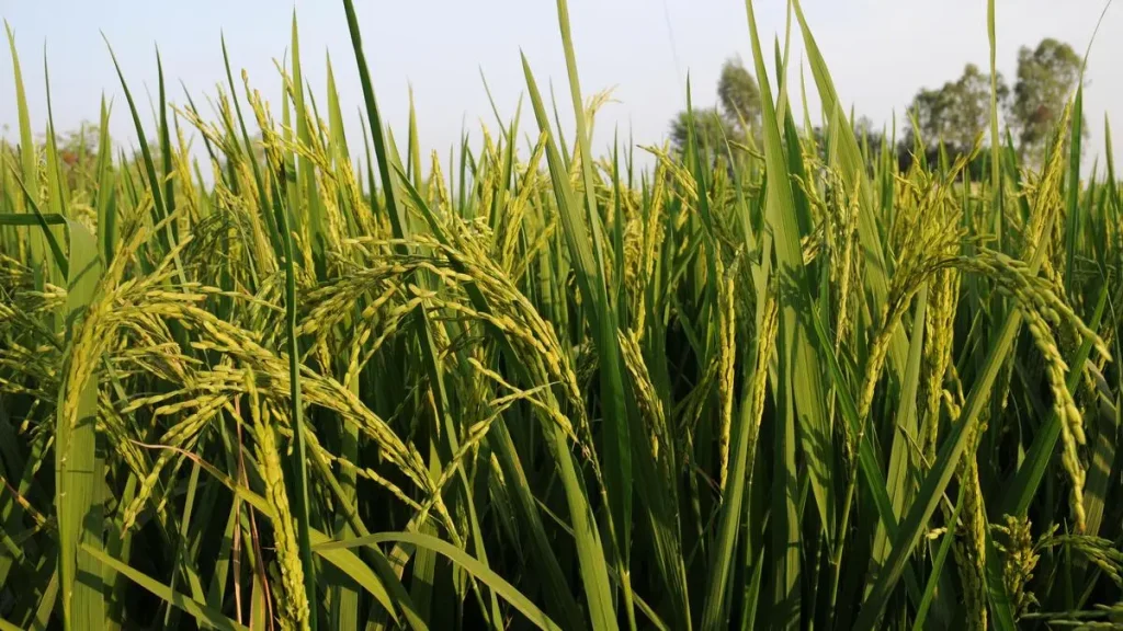 Arsenic in Rice: Gangetic Plains Face a Food Crisis