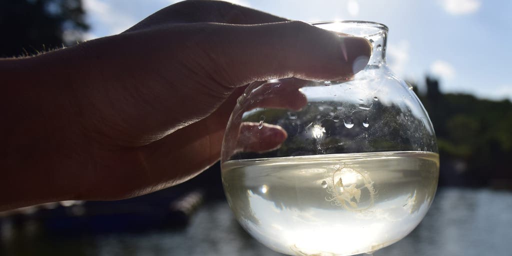 Invasive jellyfish with a painful sting returns to New Jersey waters