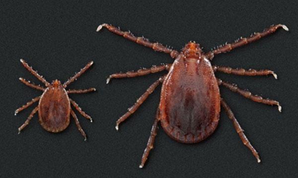 County health officials urge caution as tick and mosquito season peaks