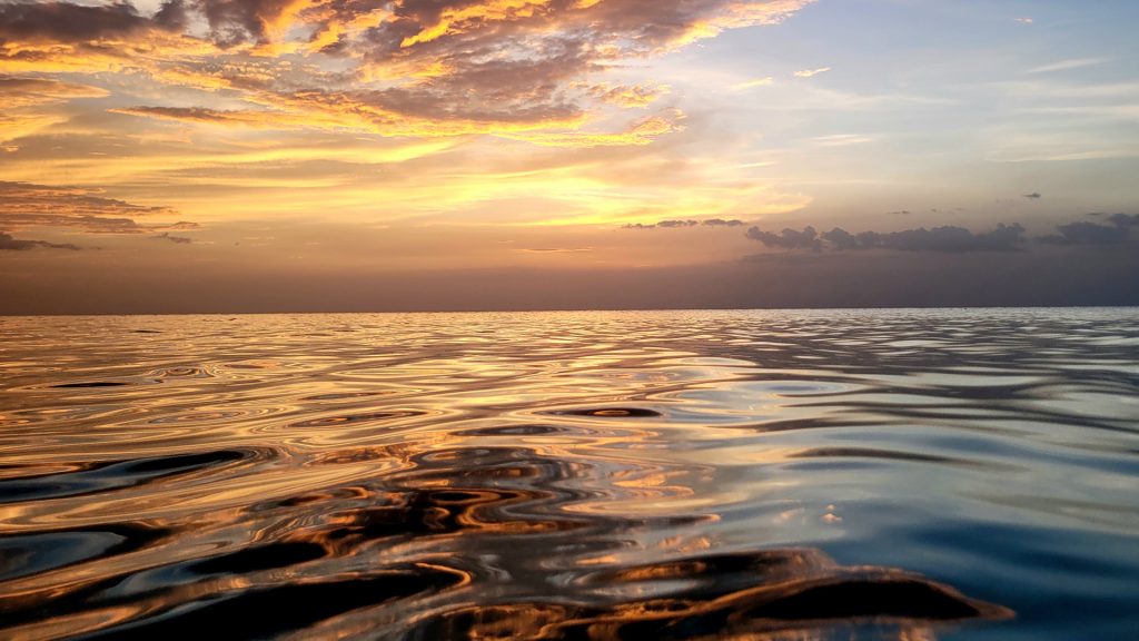 New study suggests fish gut microbe helps regulate ocean health