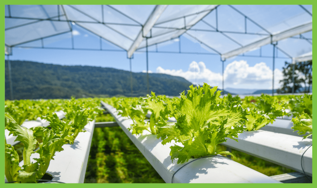 Tripura Launches Commercial Hydroponics for Climate-Smart Farming Success