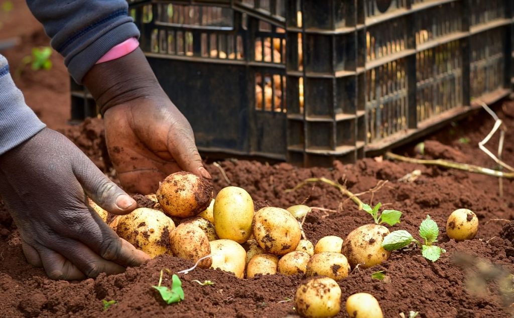 True Potato Seed Revolutionizes Potato Farming in Tripura with Sustainable Hybrid Methods